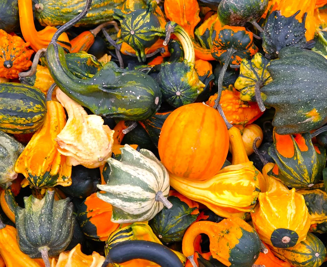 Large Mix Ornamental Gourd - Image 5