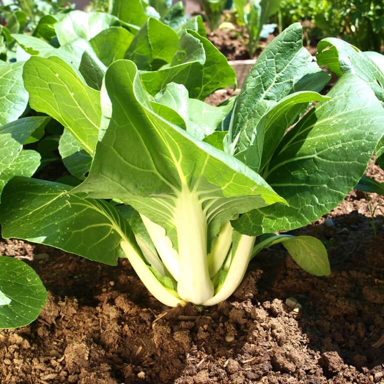 Large White Stem Bok Choy