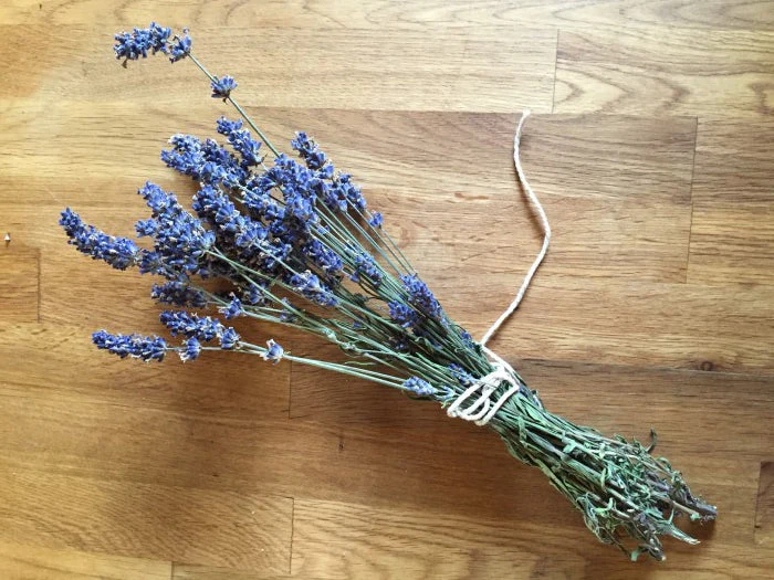 Vera Lavender - Image 12