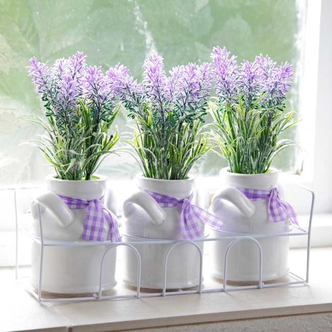 Vera Lavender - Image 3