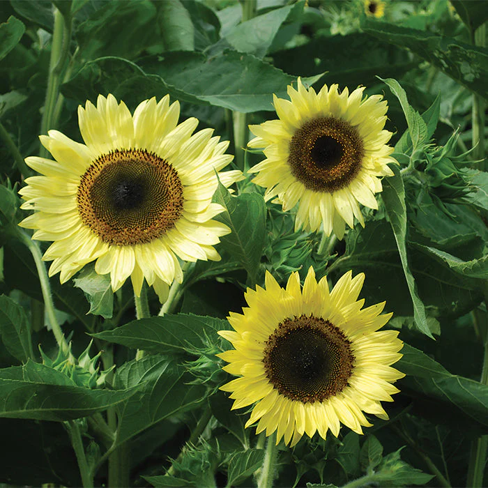 Lemon Queen Sunflower - Image 4
