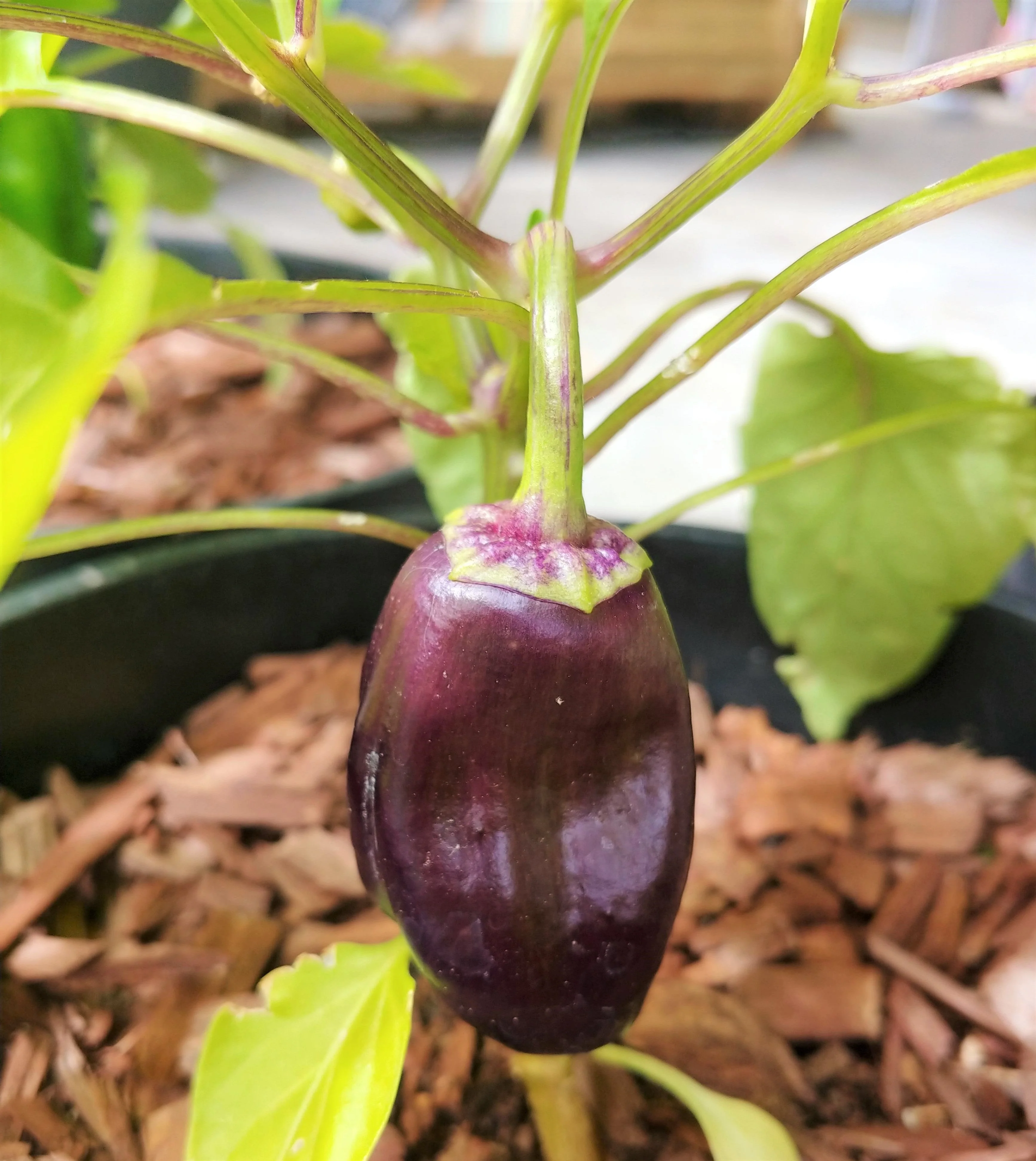Lilac Bell Pepper - Image 5