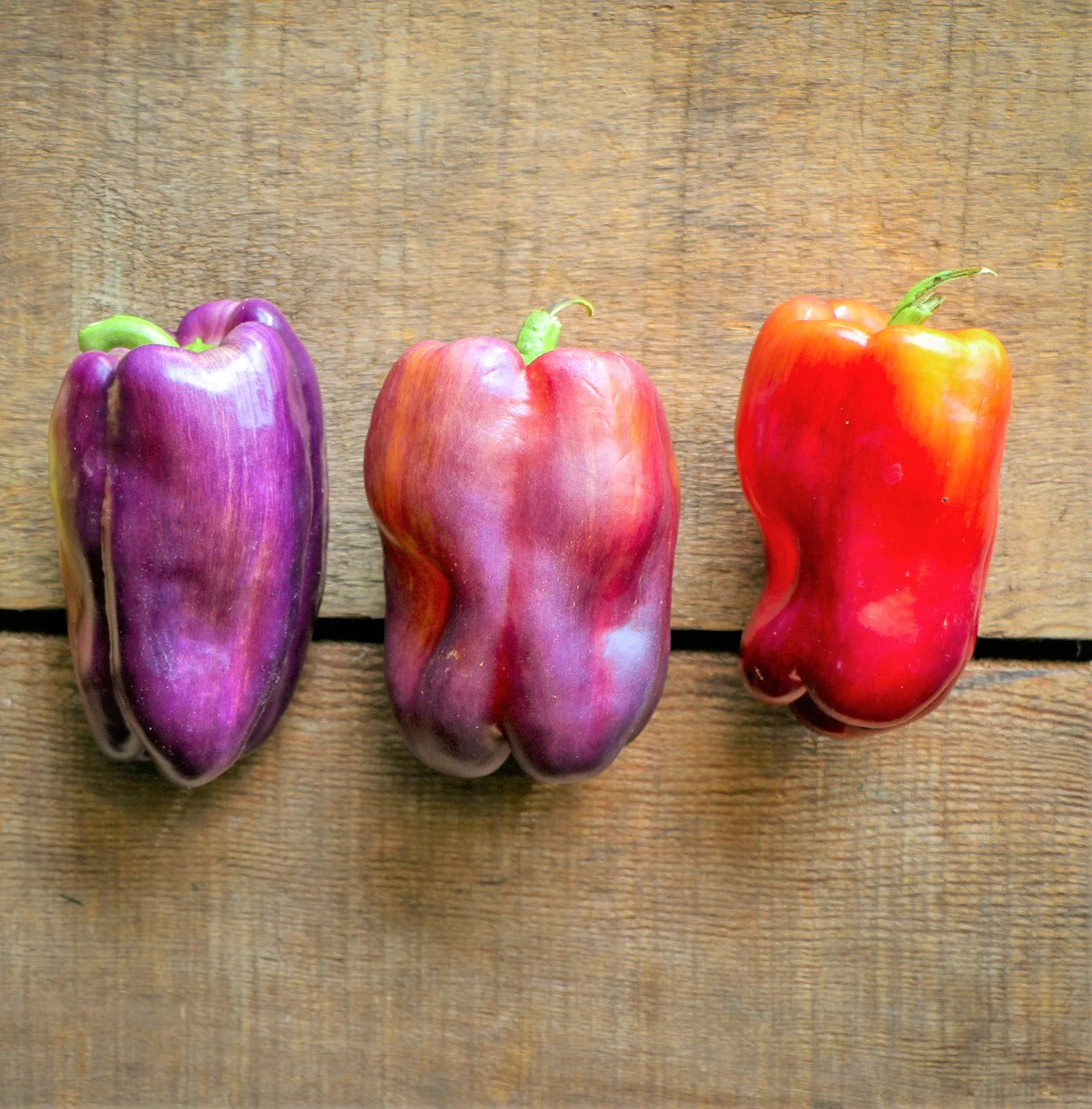 Lilac Bell Pepper - Image 6