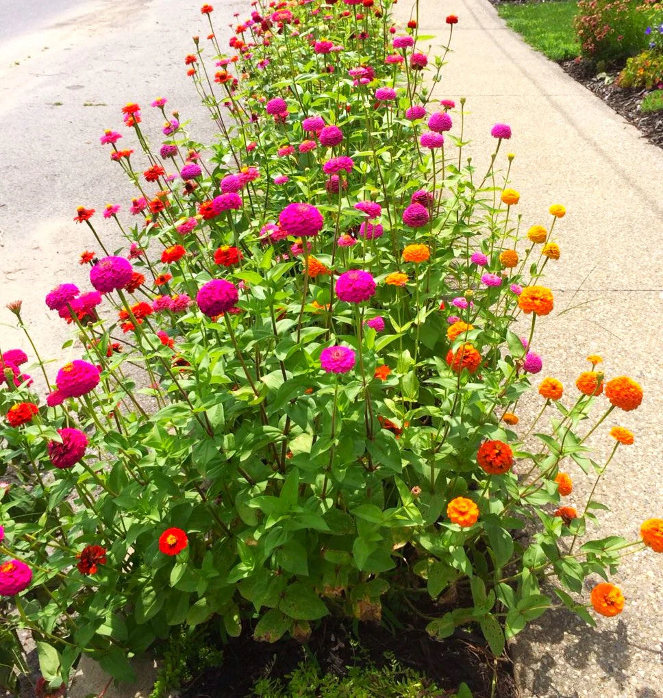 Lilliput Mix Zinnia - Image 7