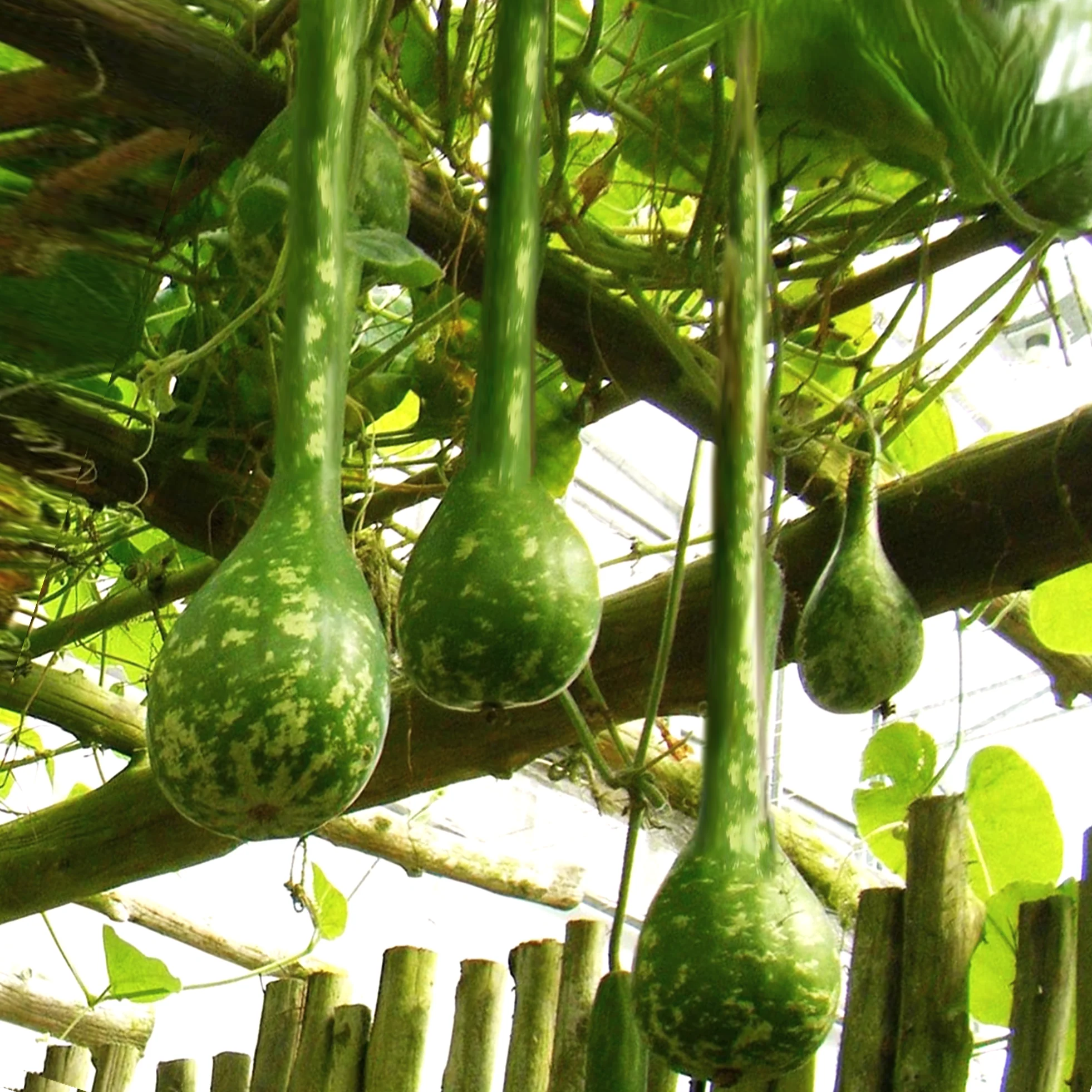 Long-Handled Dipper Gourd