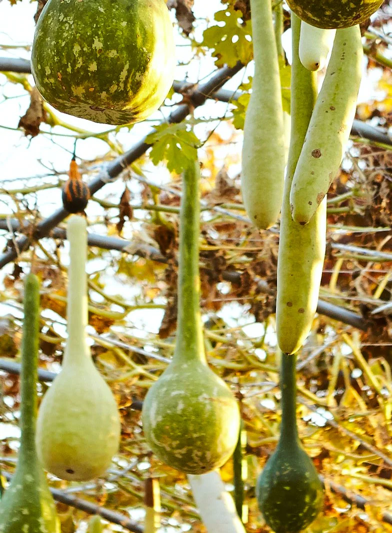 Long-Handled Dipper Gourd - Image 7