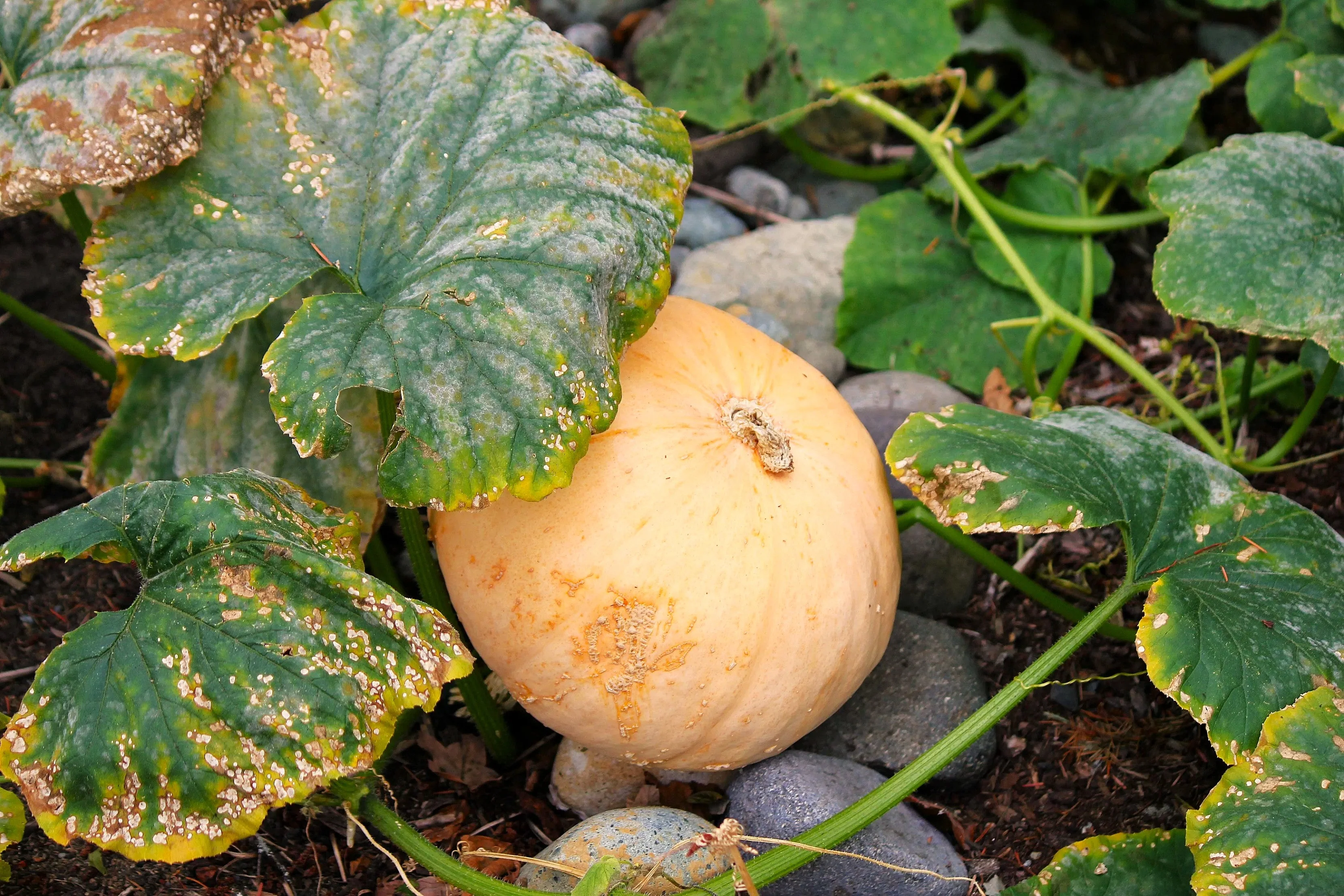 Long Island Cheese Pumpkin - Image 2