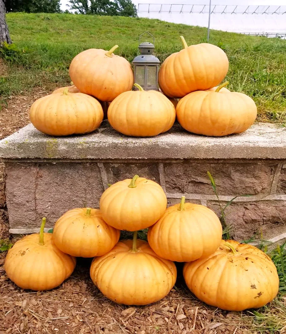 Long Island Cheese Pumpkin - Image 4
