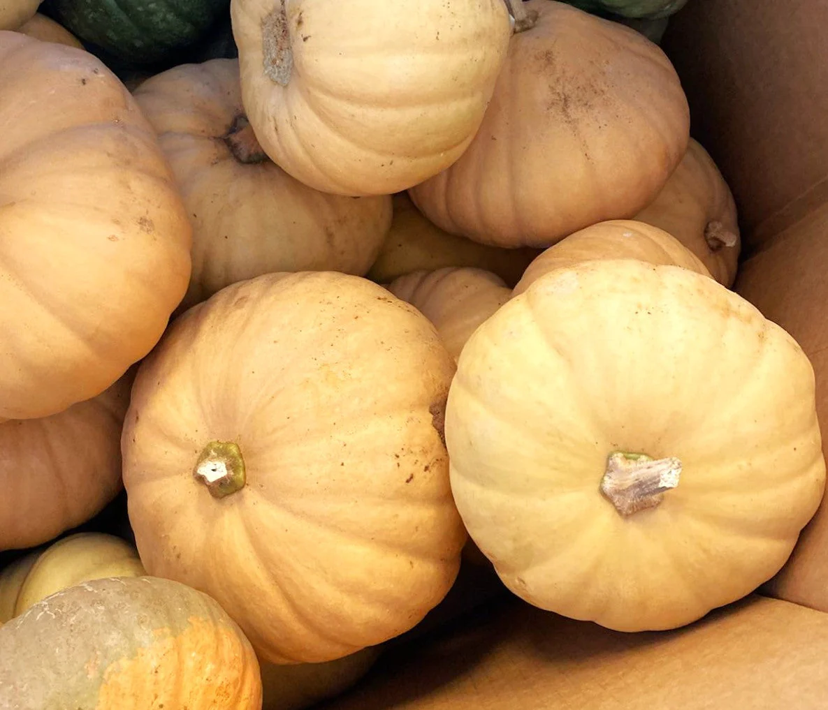 Long Island Cheese Pumpkin - Image 5