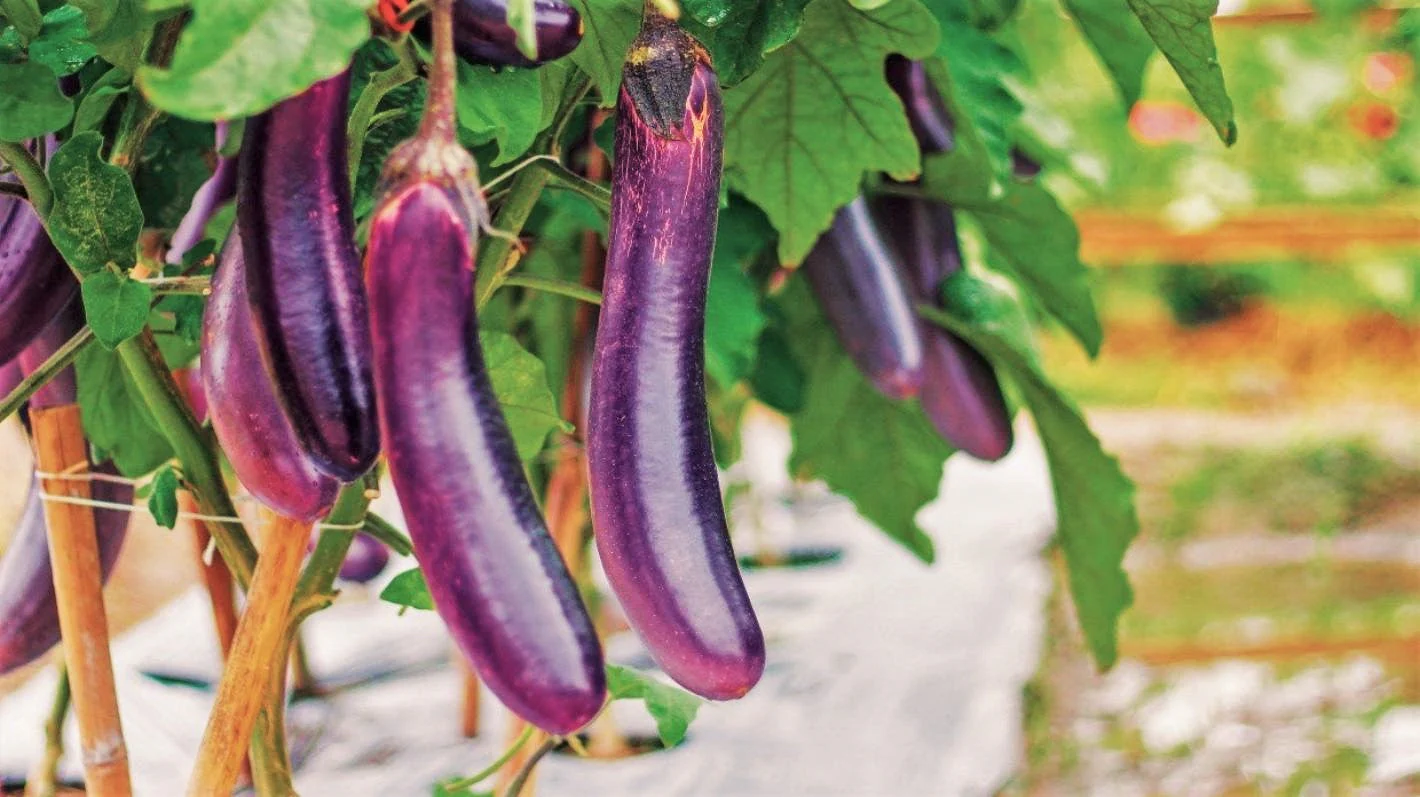 Long Purple Eggplant - Image 2
