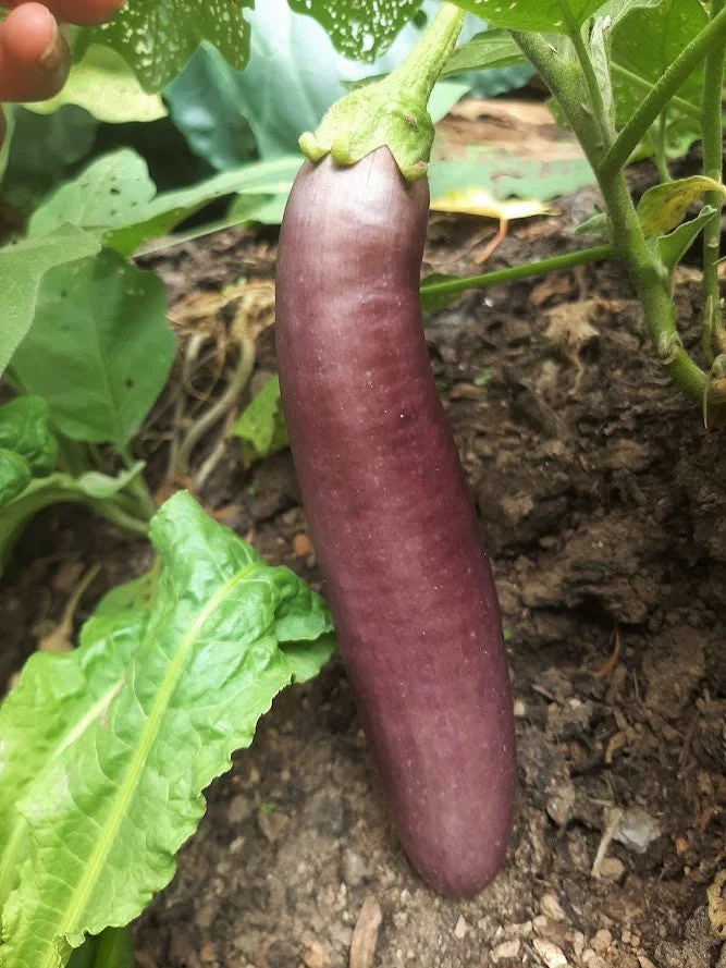 Long Purple Eggplant - Image 4