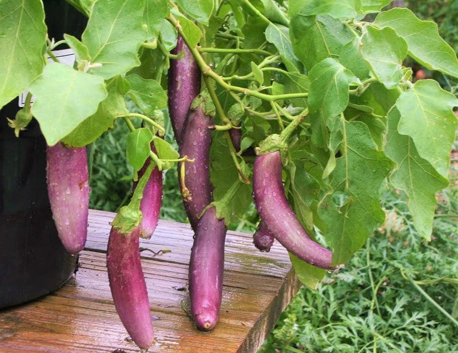 Long Purple Eggplant - Image 5