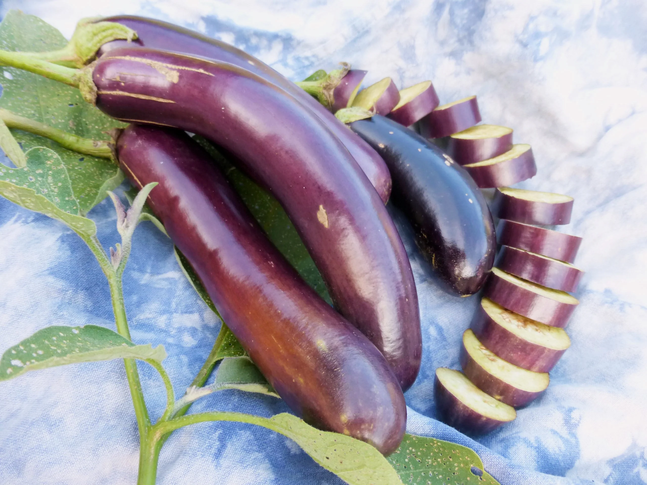 Long Purple Eggplant - Image 6