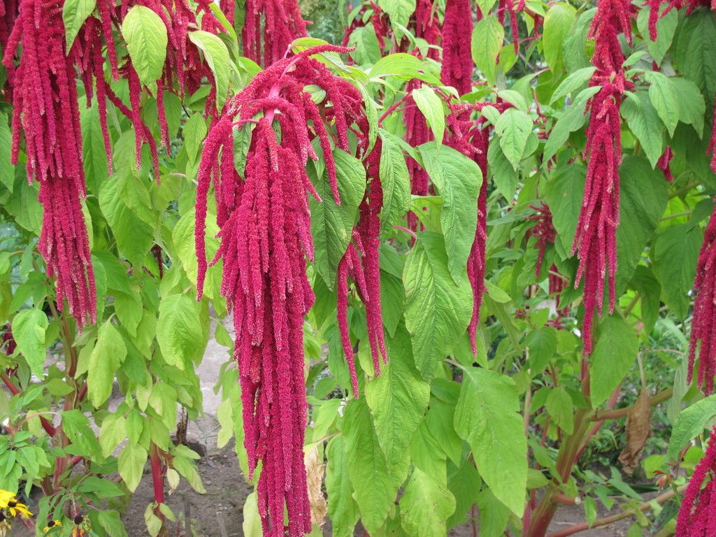 Love Lies Bleeding - Image 2