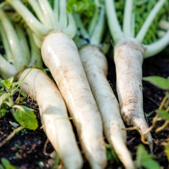 Lunar White Carrot - Image 8