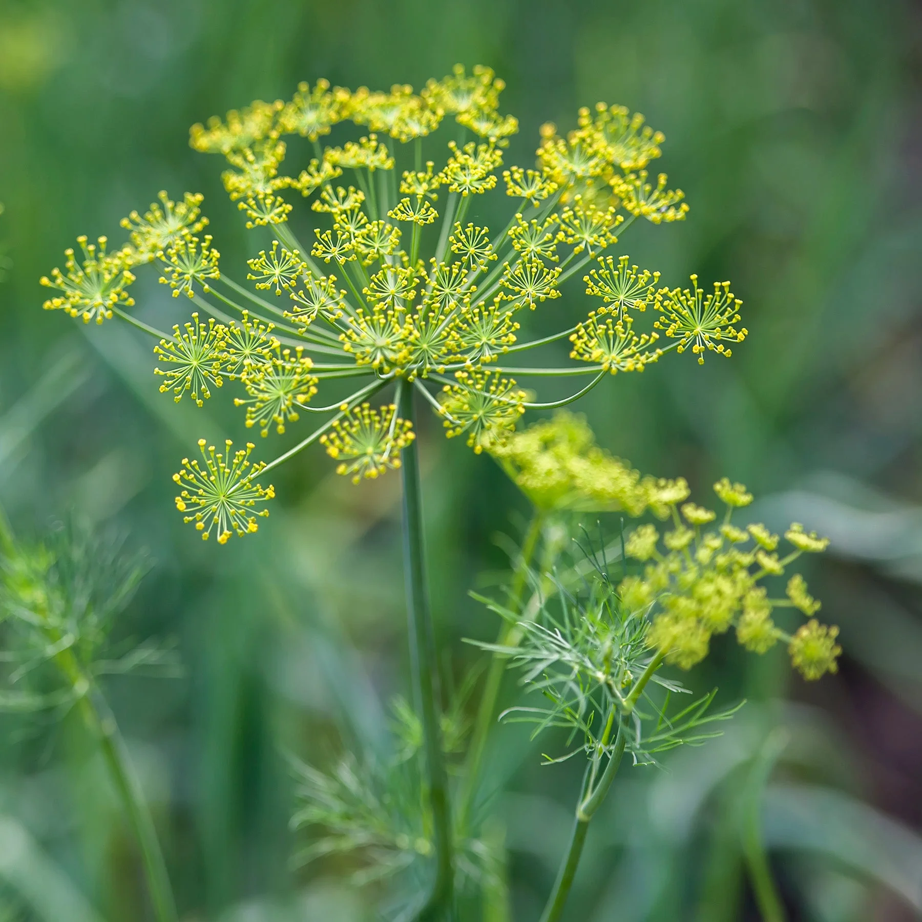 Mammoth Long Island Dill - Image 2