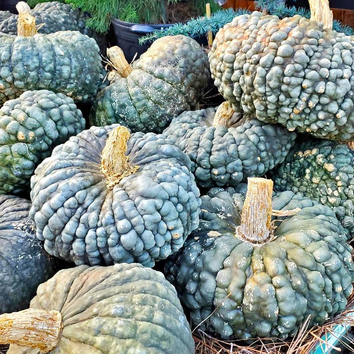 Marina Di Chioggia Squash - Image 4