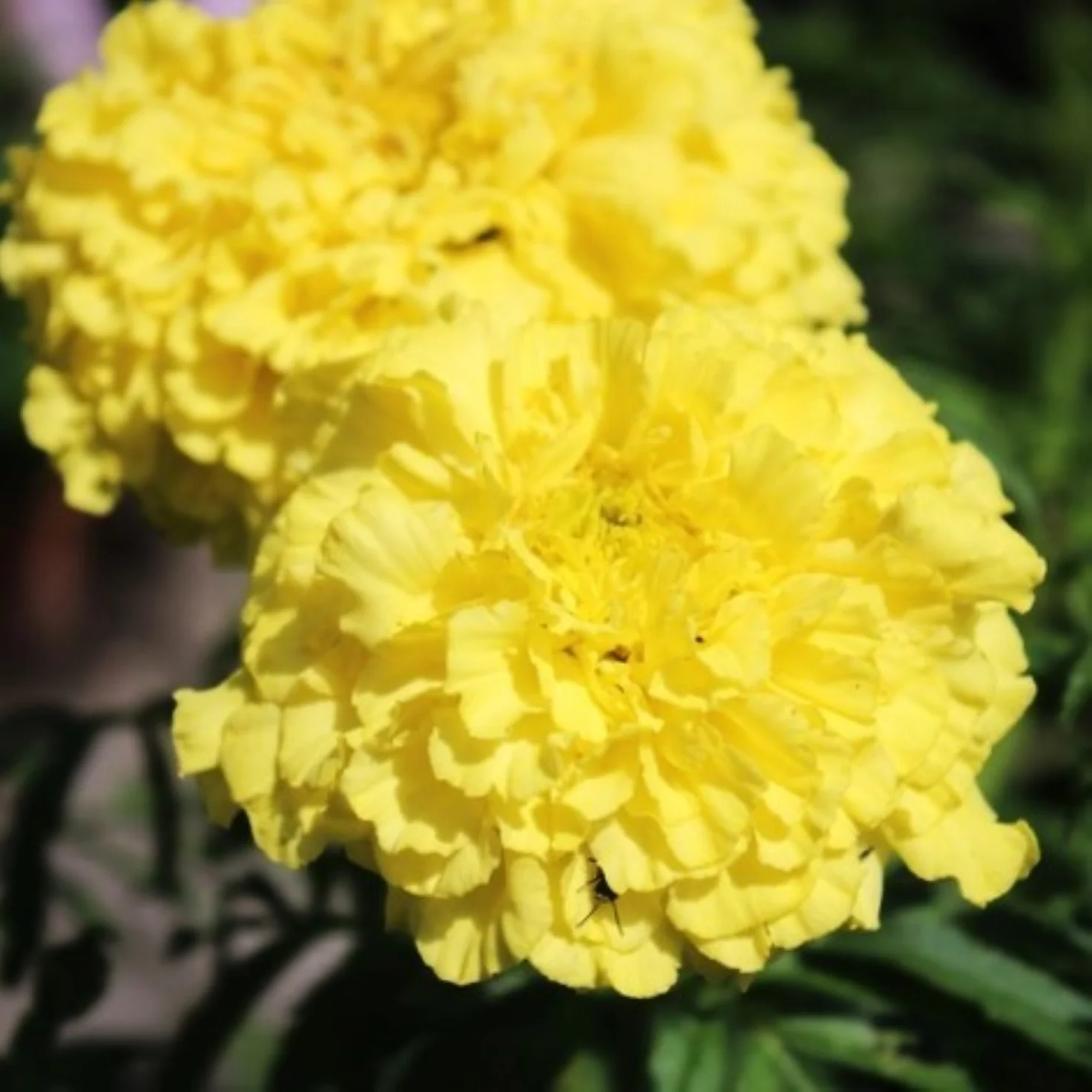 Mary Helen Yellow African Marigold - Image 10
