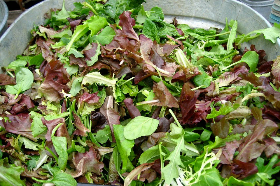 Mesclun Mix Lettuce (Spring Mix) - Image 4