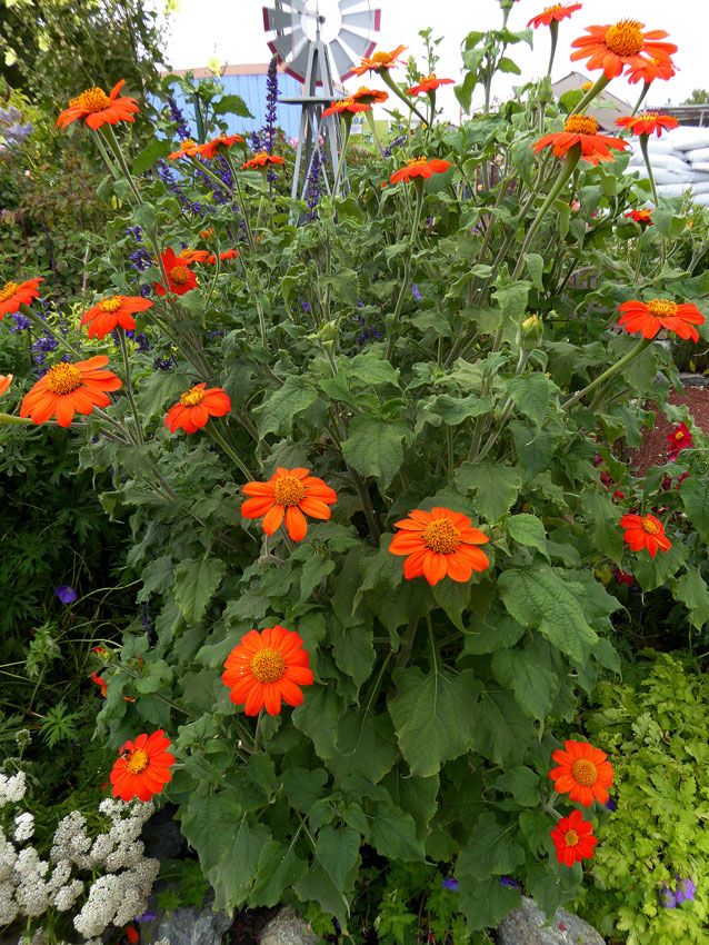 Mexican Sunflower - Image 5