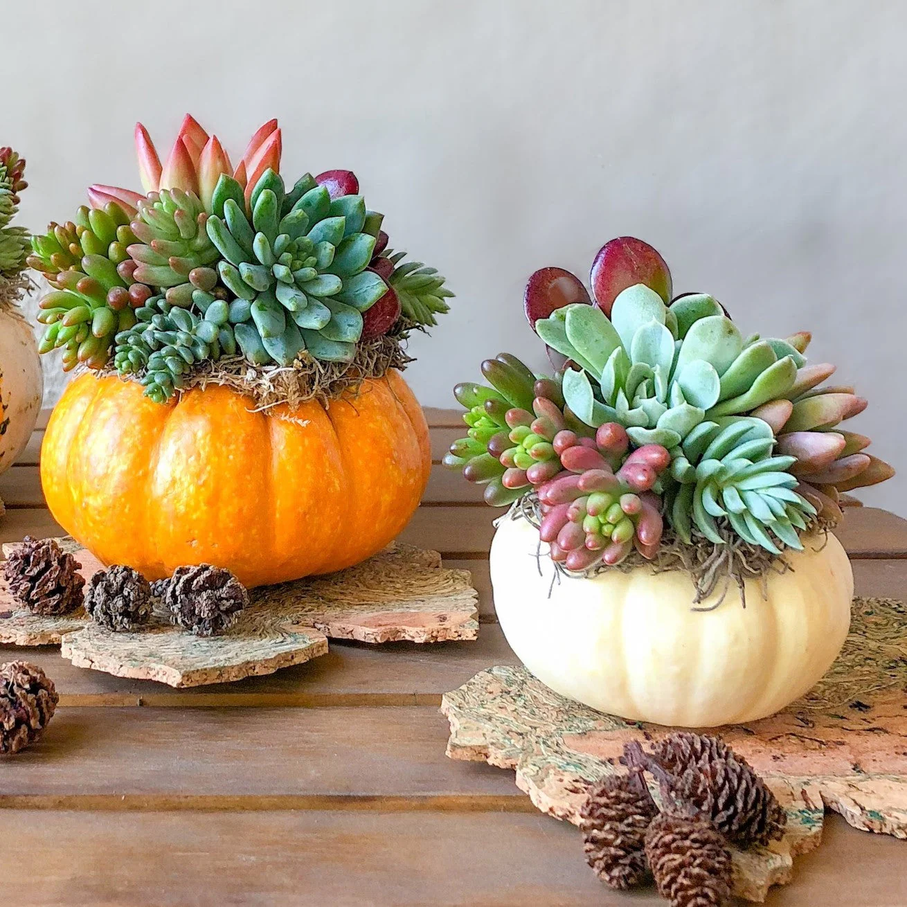 Mini Mix Pumpkins - Image 10