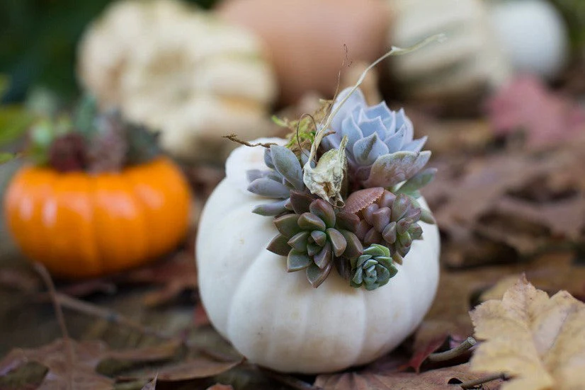 Mini Mix Pumpkins - Image 11