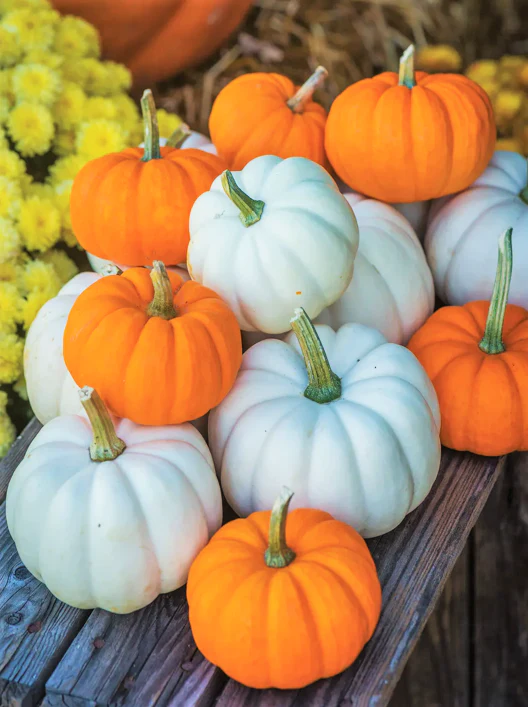 Mini Mix Pumpkins - Image 2