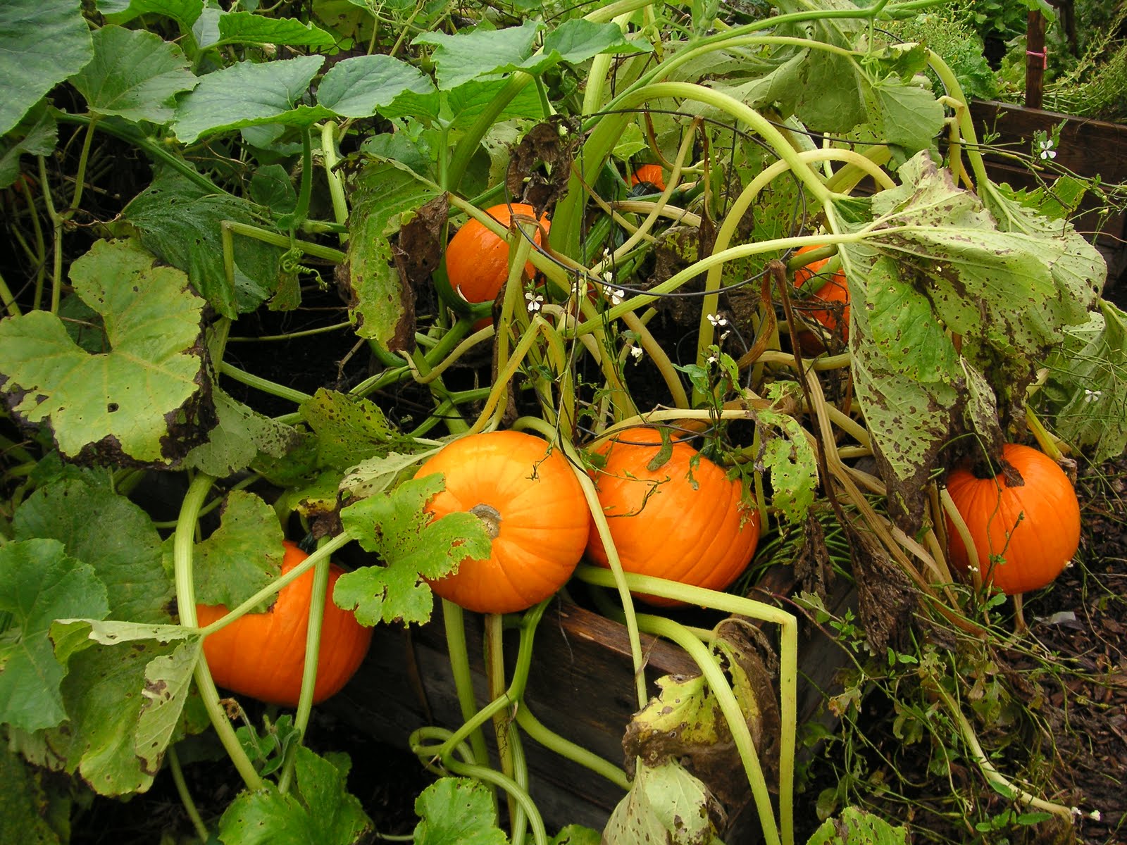 Mini Mix Pumpkins - Image 5