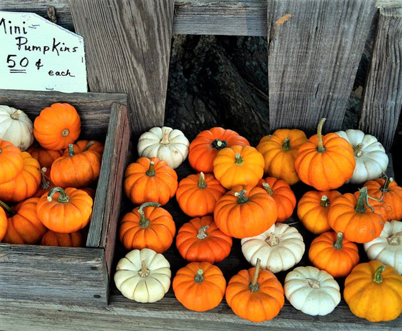 Mini Mix Pumpkins - Image 7
