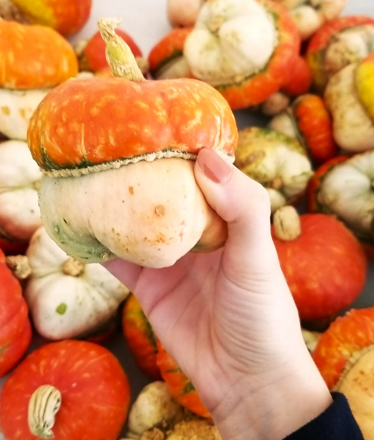 Mini Red Turk's Turban Ornamental Gourd - Image 5