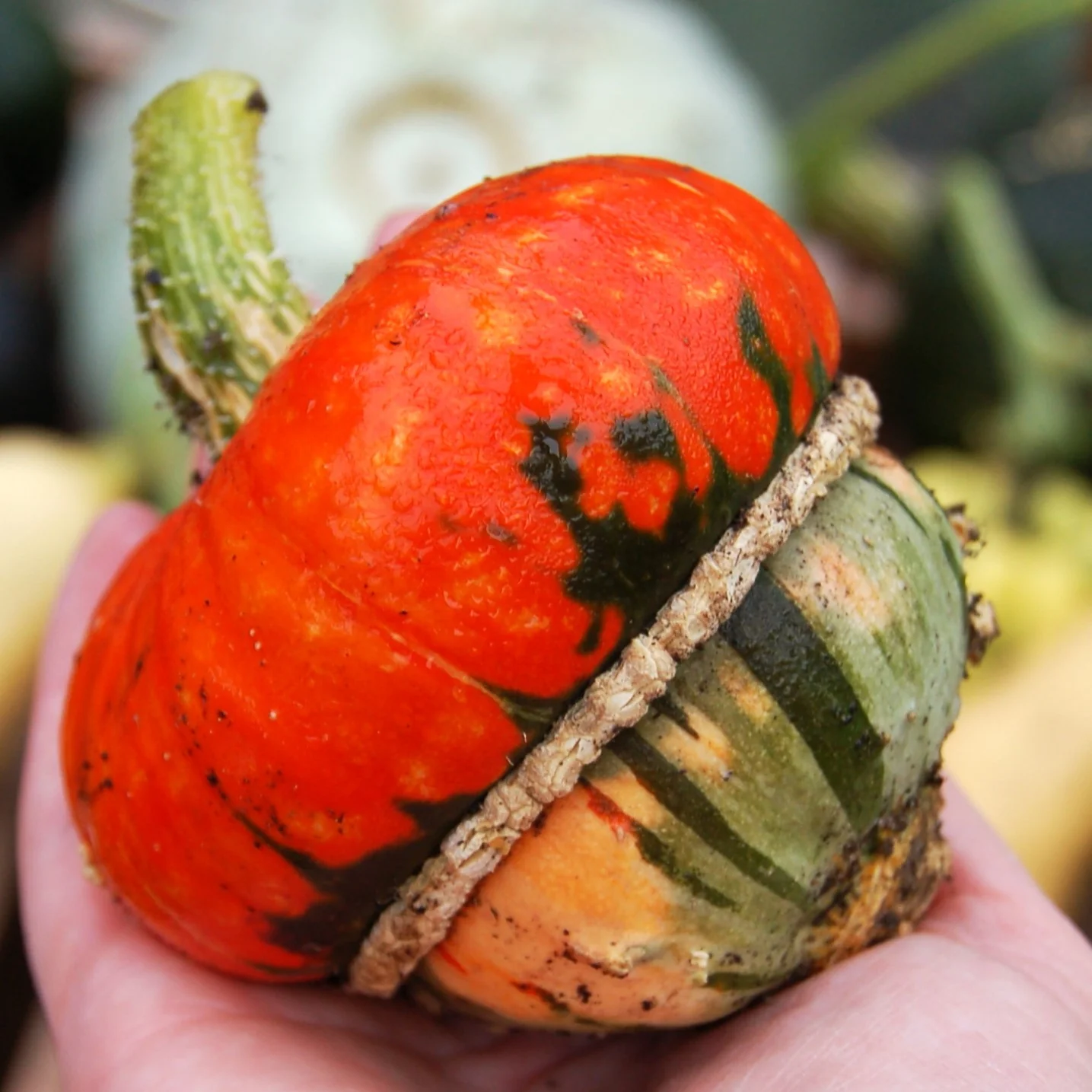 Mini Red Turk's Turban Ornamental Gourd - Image 9