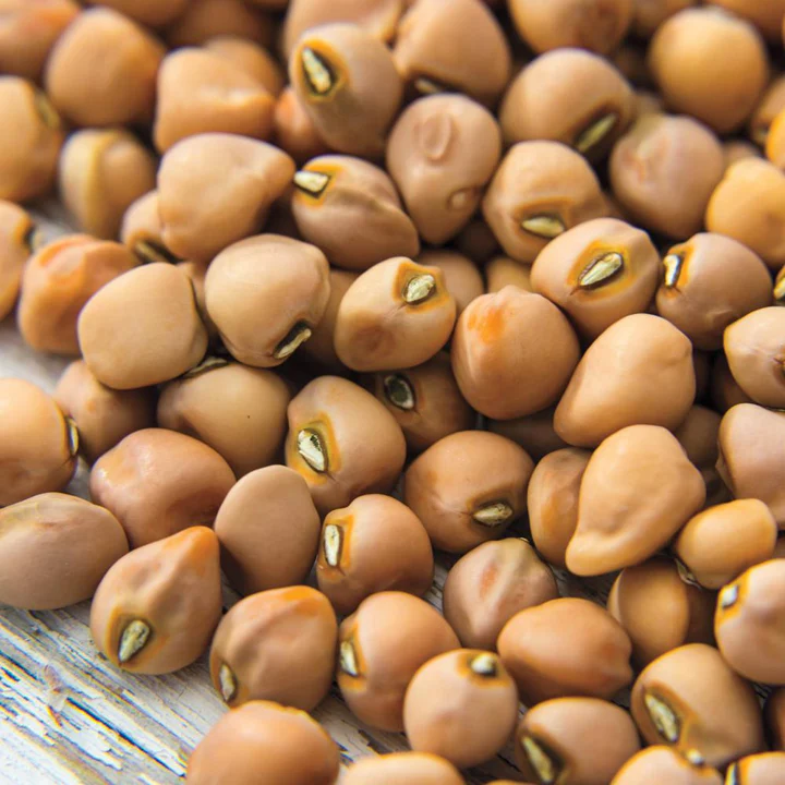 Mississippi Purple Hull Cowpea - Image 3