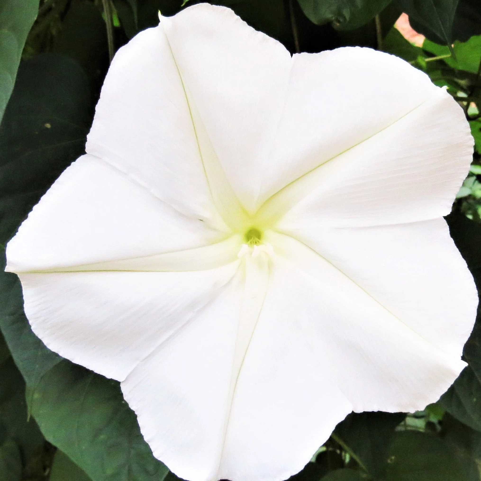 Moon Flower - Image 3