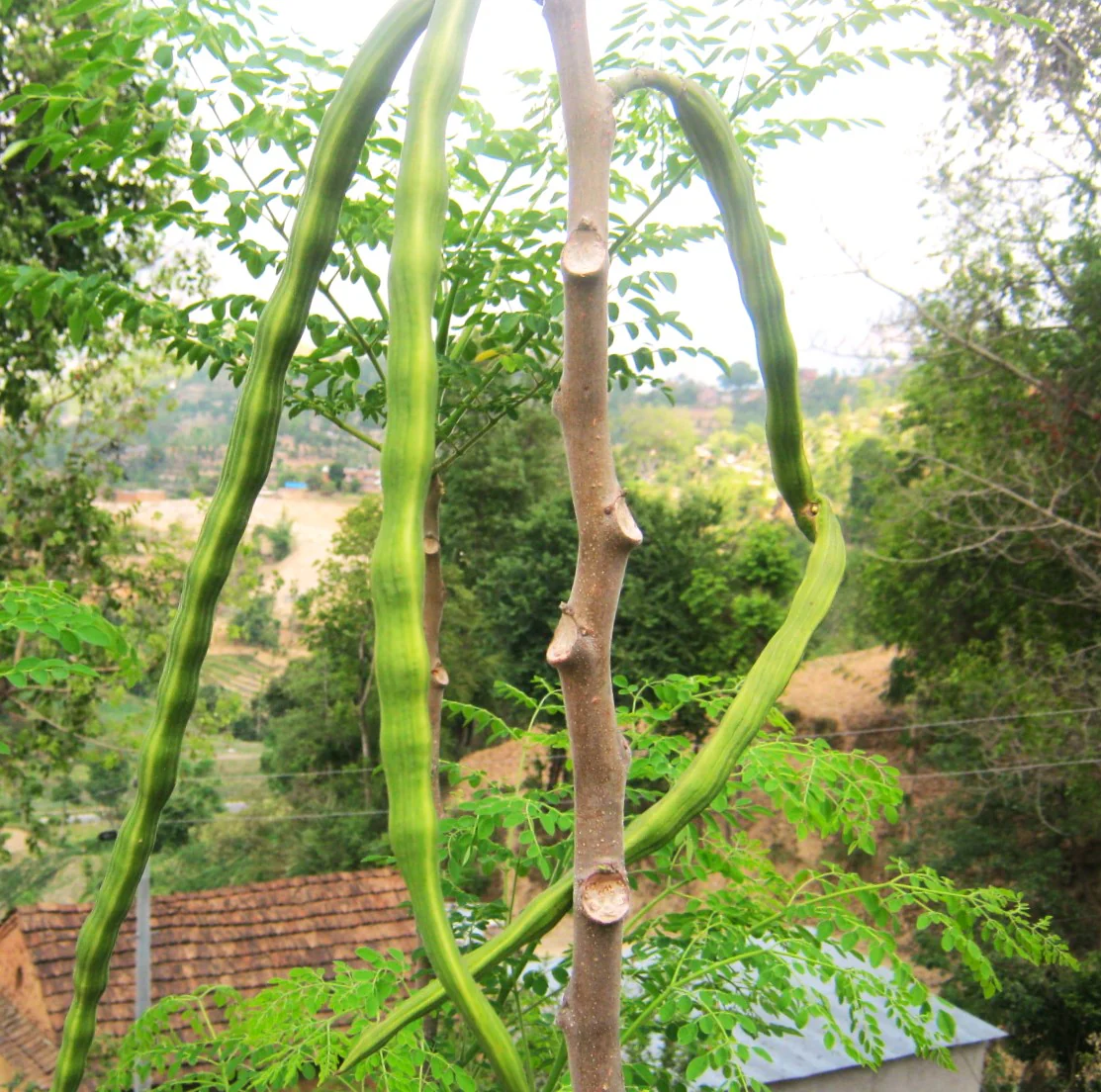 Moringa (Drumstrick Tree) - Image 5