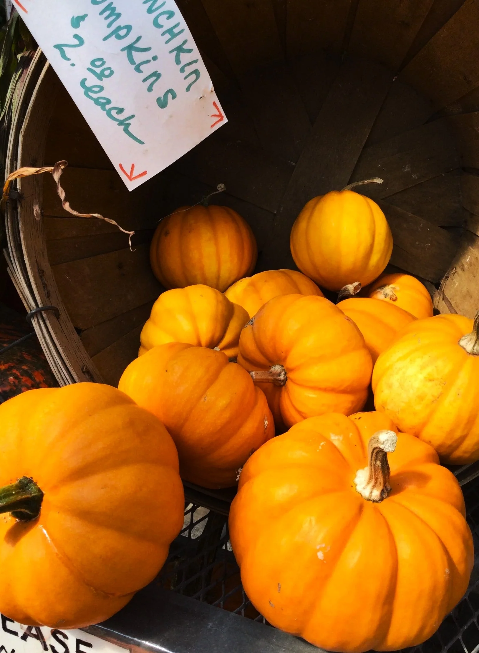 Munchkin Pumpkin - Image 3