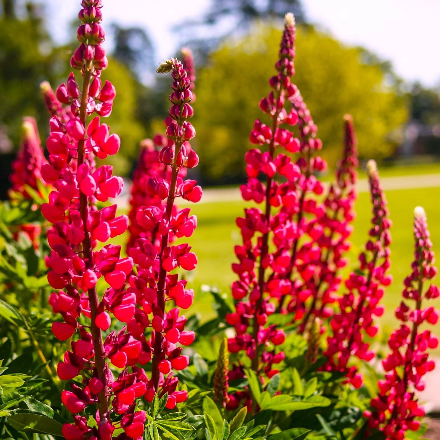 My Castle Red Russell Lupine