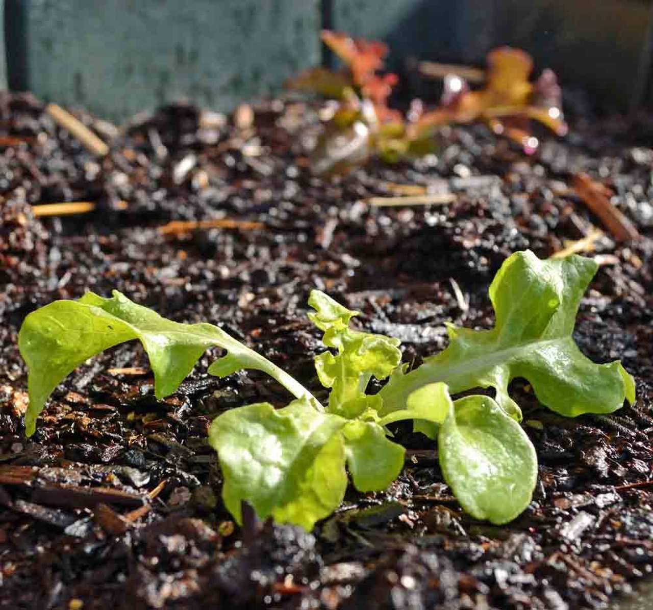 Oakleaf Lettuce - Image 3