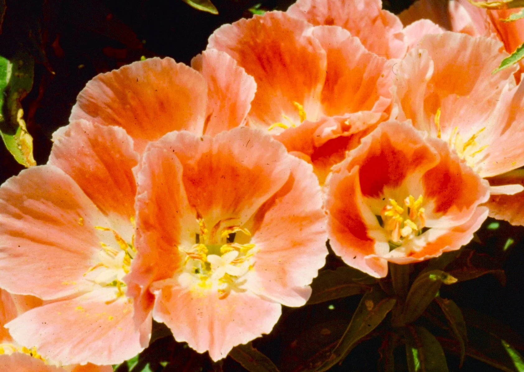Orange Glory Godetia (Peach) - Image 10