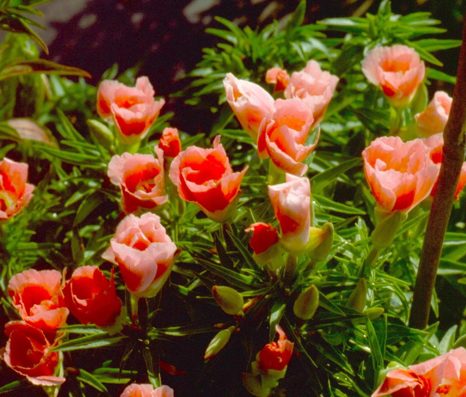 Orange Glory Godetia (Peach) - Image 6