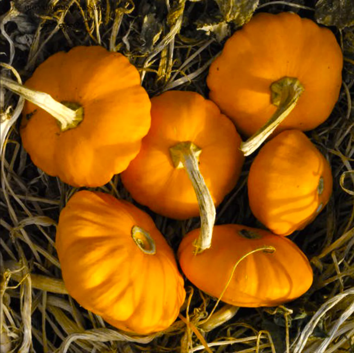 Orange Patty Pan (Bush Scallop Squash) - Image 10