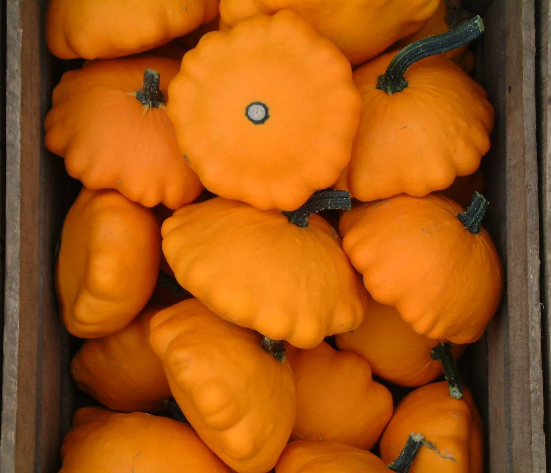Orange Patty Pan (Bush Scallop Squash) - Image 3