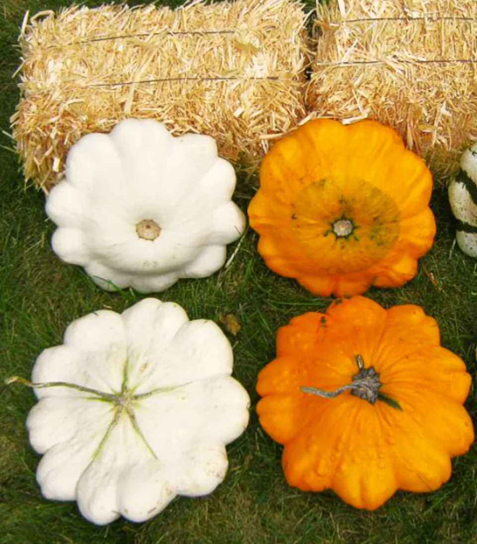 Orange Patty Pan (Bush Scallop Squash) - Image 4