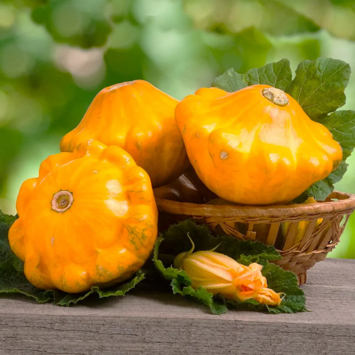Orange Patty Pan (Bush Scallop Squash) - Image 7