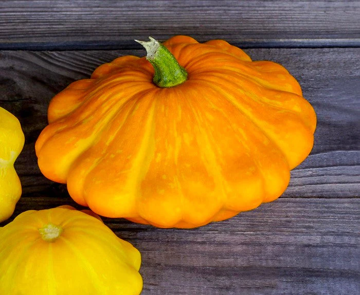 Orange Patty Pan (Bush Scallop Squash) - Image 8