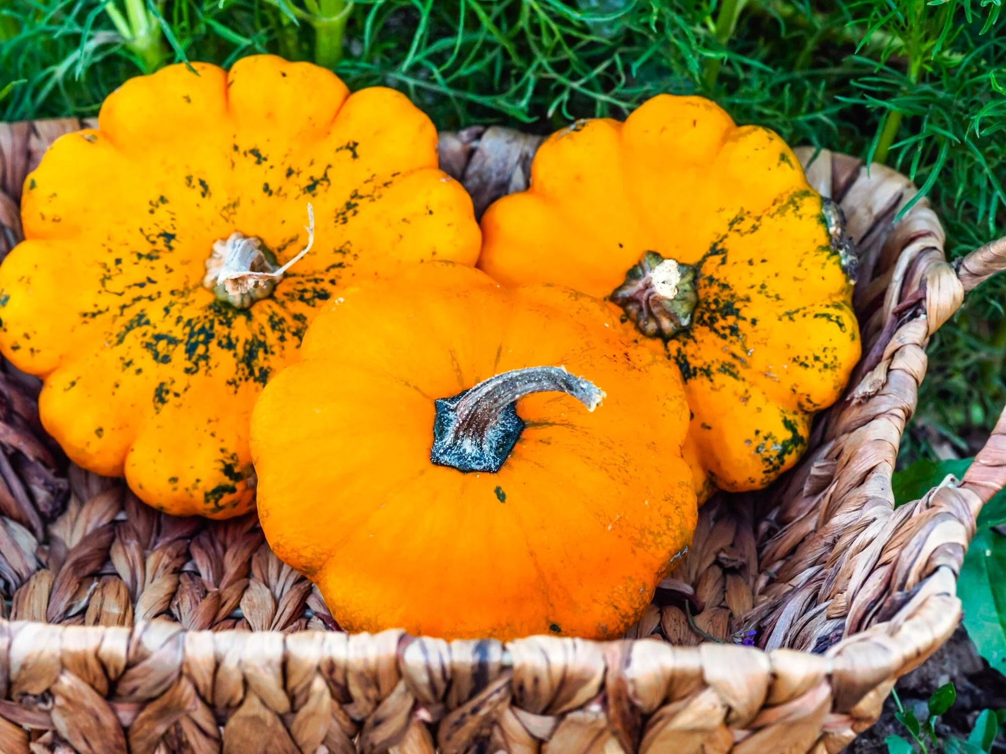 Orange Patty Pan (Bush Scallop Squash) - Image 9