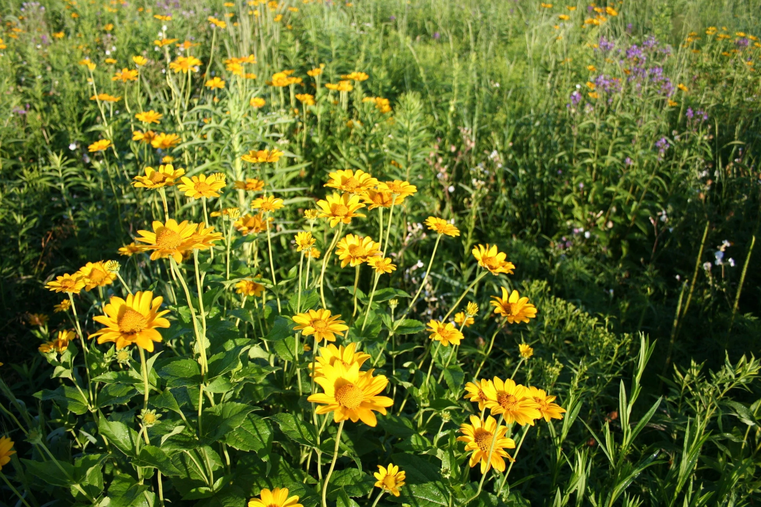 Ox-Eye Sunflower - Image 5