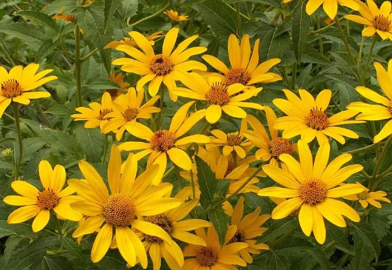 Ox-Eye Sunflower - Image 7