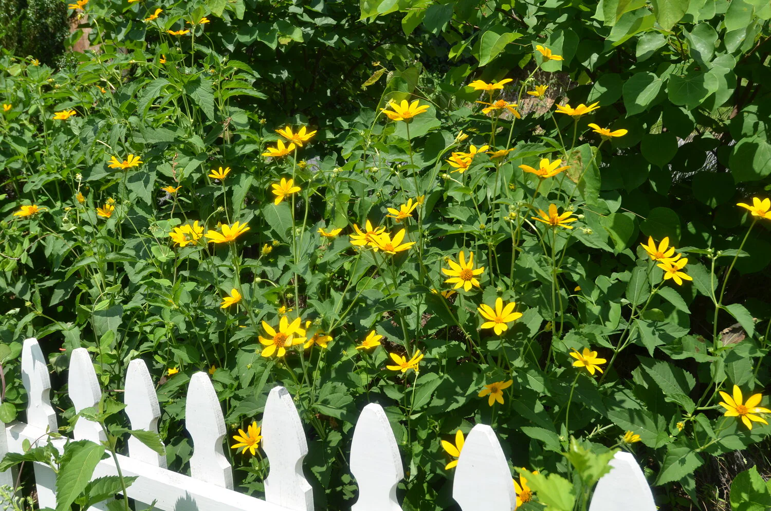Ox-Eye Sunflower - Image 9