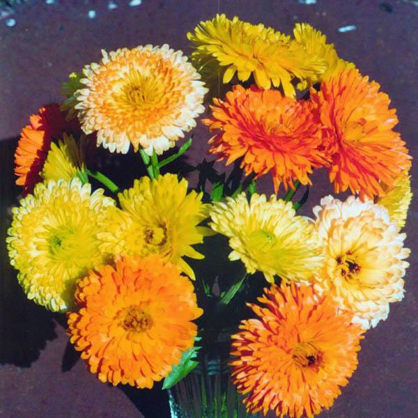 Pacific Beauty Mix Calendula - Image 4