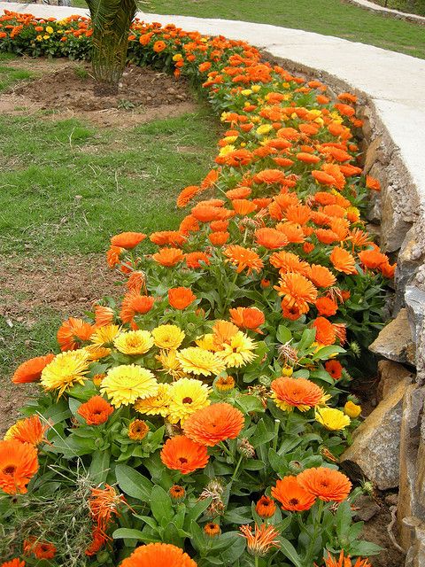 Pacific Beauty Mix Calendula - Image 7